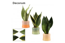 Sansevieria trifasciata super mix decorum in evita craft world