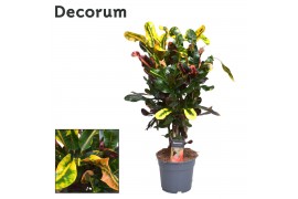 Codiaeum variegatum mammi vertakt decorum