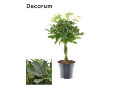 Schefflera arboricola compacta nora vlecht decorum