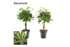 Schefflera arboricola vlecht mix (gold capella & compacta) decorum