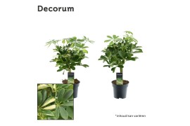 Schefflera arboricola mix op stam (gold capella & compacta) decorum