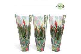 Vriesea multiflora mix 2 soorten Jungle hoes