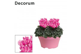 Cyclamen pers. lovely moments roze decorum schaal ariel