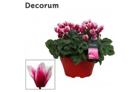 Cyclamen pers. lovely moments lila decorum schaal ariel