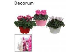 Cyclamen pers. lovely moments mix decorum schaal ariel