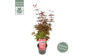 Acer palmatum Acer palm. Twomblys Red Sentinel ® extra kwaliteit