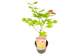 Acer shirasawanum Acer shirasawanum Moonrise ® extra kwaliteit