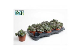 Adromischus cooperii Adromiscus Cooperii