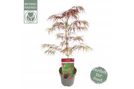 Acer palmatum crimson queen extra kwaliteit