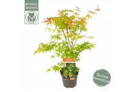 Acer palmatum katsura