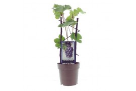 Vitis black alicante