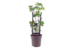 Vitis golden champion