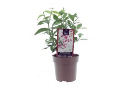 Vaccinium pink marmalade