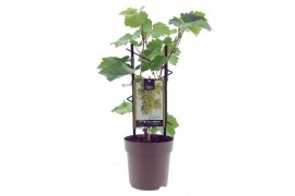 Vitis vinifera dr smidtmans