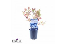 Vaccinium corymbosum bluecrop