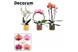 Phalaenopsis mix Phalaenopsis vormen mix 2 tak in Sparkle (Rich Love-c