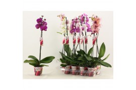 Phalaenopsis mix Phalaenopsis 1 tak 9+/vertakt mix lang (Scenza) 9 bl.