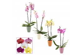 Phalaenopsis mix Phalaenopsis 2 tak 14+ mix in Carly (Craft world-coll