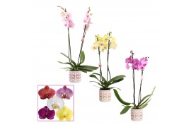 Phalaenopsis mix Phalaenopsis 2 tak 14+ mix in Estelle (Craft world-co