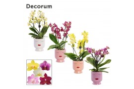 Phalaenopsis multiflora mix Phalaenopsis dazzling melange 3-4 tak in D