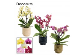 Phalaenopsis multiflora mix Phalaenopsis dazzling melange 3-4 tak in J