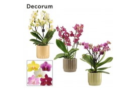 Phalaenopsis multiflora mix Phalaenopsis dazzling melange 3-4 tak in L