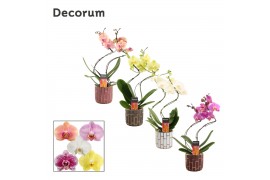 Phalaenopsis mix Phalaenopsis hurricane mix in Pascalle (Luxury world-