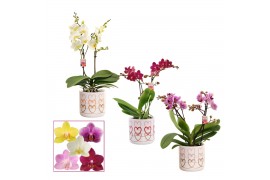 Phalaenopsis multiflora mix Phalaenopsis multiflora 2 tak mix in Estel