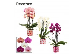 Phalaenopsis mix Phalaenopsis cascade 2 tak mix in Noura (Bubblicious-