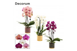 Phalaenopsis mix Phalaenopsis cascade 2 tak mix in Sparkle (Rich Love-