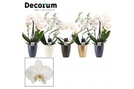 Phalaenopsis wit Phalaenopsis vormen mix 2 tak wit in Carly (Neo Archi