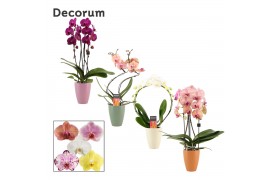 Phalaenopsis mix Phalaenopsis vormen mix 2 tak in Carly (Craft world-c