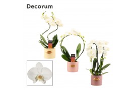 Phalaenopsis wit Phalaenopsis vormen mix 2 tak wit in Lovely (Luxury W