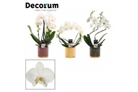 Phalaenopsis wit Phalaenopsis vormen mix 2 tak wit in Sparkle (Rich Lo