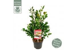 Camellia sasanqua Camellia sas. Yuletide Premium 15 bl.