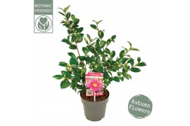 Camellia sasanqua Camellia sas. Red Premium 15 bl.