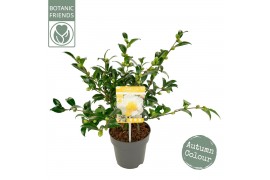 Camellia sasanqua Camellia sas. White Premium 15 bl.