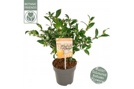 Camellia sasanqua Camellia sas. Autumn Festival Premium 8 bl.