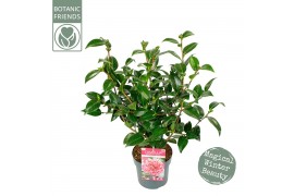 Camelia overig Camellia wil. Volunteer ® Premium 30 bl.