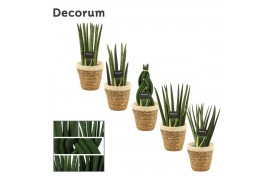 Sansevieria cylindrica mix in amber mand deco decorum