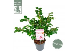 Camellia japonica winter perfume pink® premium