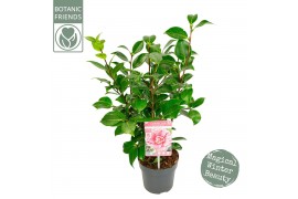 Camellia japonica Camellia jap. Bonomiana Premium 3 bl.