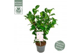 Camellia japonica Camellia jap. Nuccios Cameo Premium 15 bl.