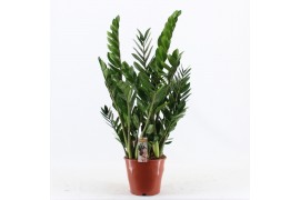 Zamioculcas zamiifolia 10+