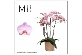 Phalaenopsis marvellous light pink 50+ flowers in stian ceramic mimesi