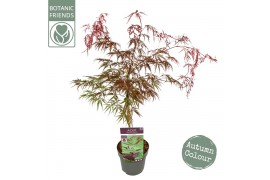 Acer palmatum inaba shidare Acer palm. Inaba-shidare extra kwaliteit