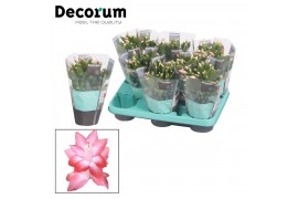 Schlumbergera roze decorum met hoes