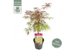 Acer palmatum garnet Acer palm. Garnet extra kwaliteit