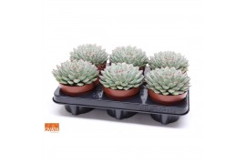 Echeveria pulidonis SuPure® pearls 6gts