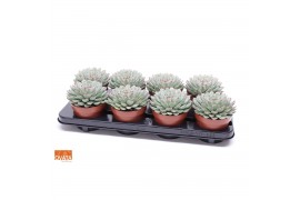 Echeveria pulidonis SuPure® pearls 8gts